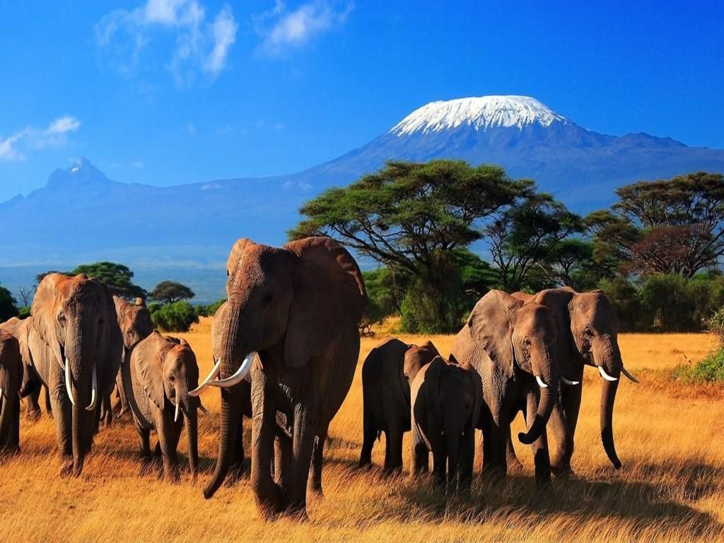 肯尼亚明年1月起对全球游客免签