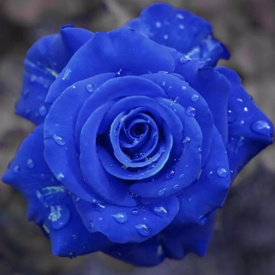 蓝色妖姬玫瑰花语 蓝色妖姬玫瑰花的花语是什么