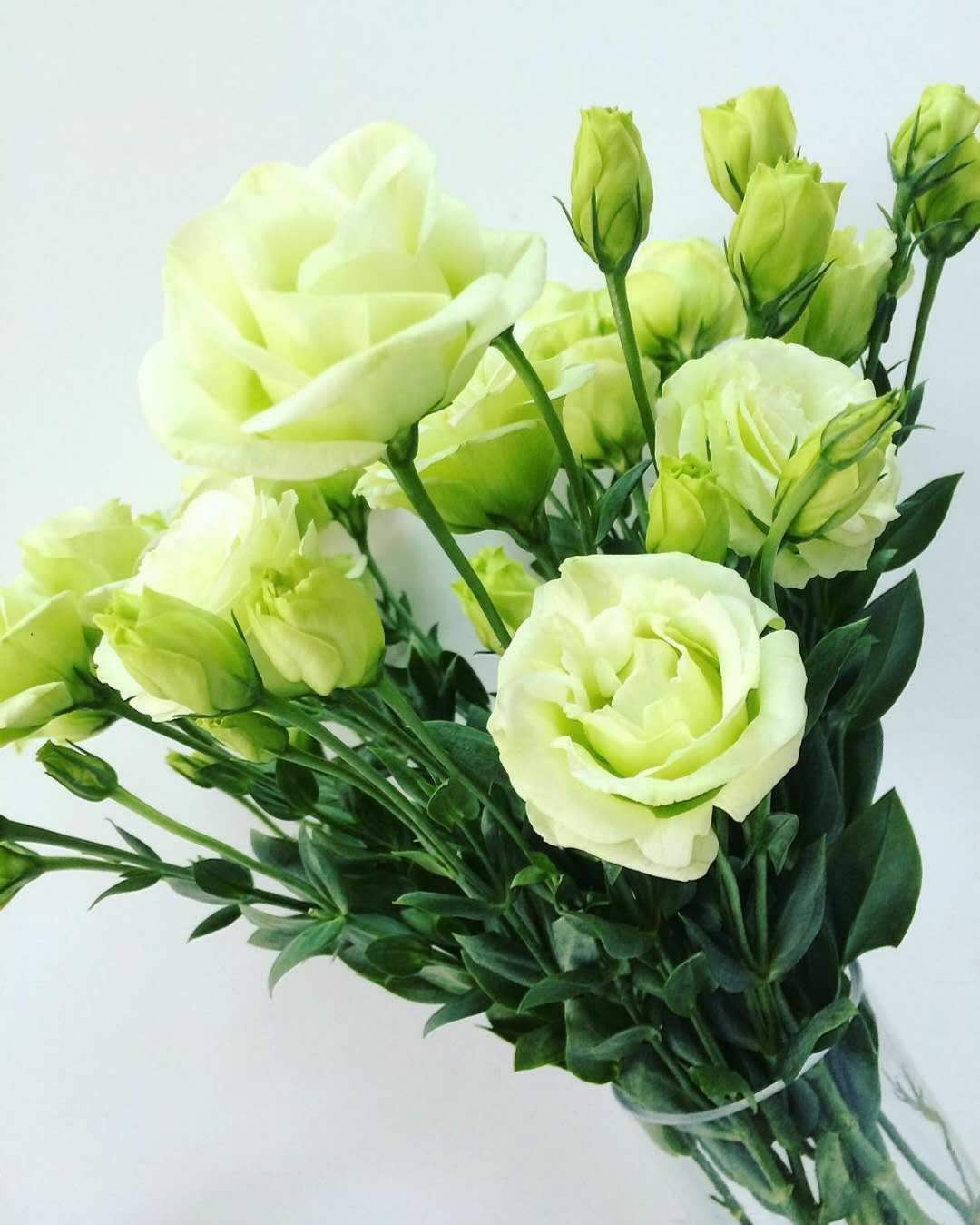 桔梗花的花语