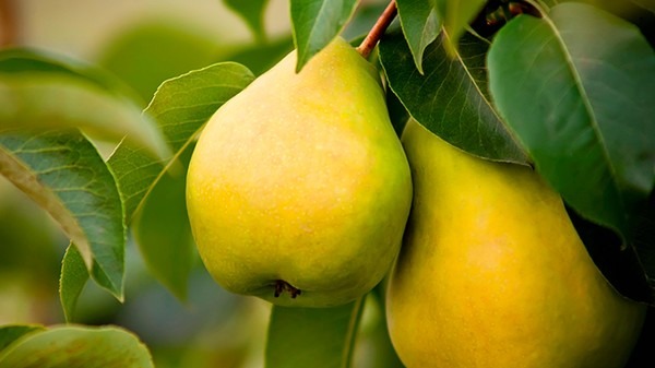 长期摄入硒元素能降低患癌风险吗?6种食物含丰富硒元素