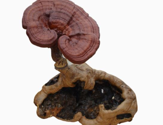 灵芝多少钱一斤 几百到几千不等