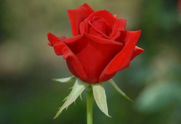 玫瑰的花语是什么?一朵玫瑰花代表什么意思?