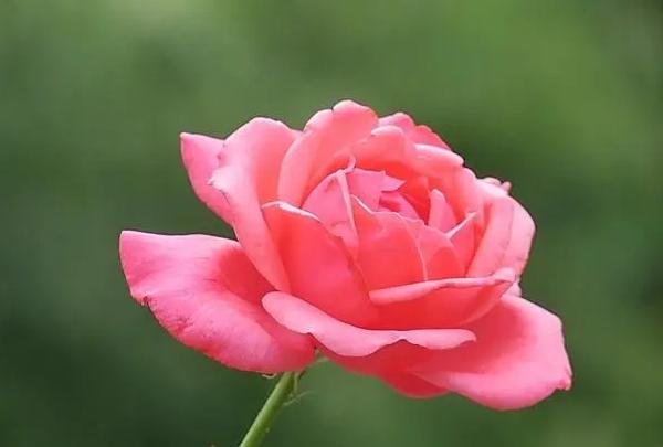 月季花直接插土里能活吗？月季花5月扦插当年会开花吗？