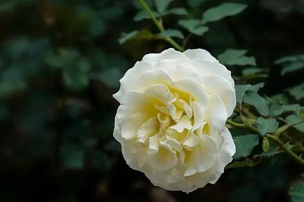 月季花分布范围是哪里呢？月季从有花苞到开花需要多久？