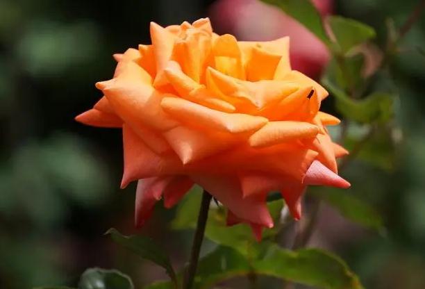 月季的特点有哪些？月季花品种有哪些？