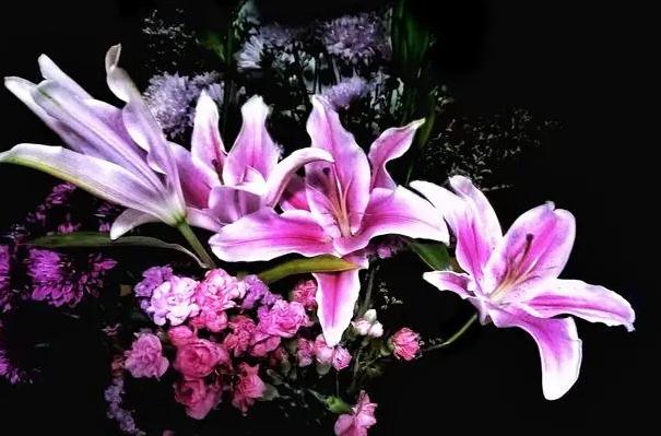 百合怎么种？百合不开花是什么原因？