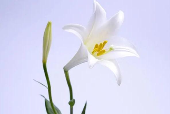 水养百合要晒太阳吗?百合种多久开花?