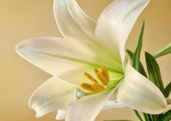 香水百合花语是什么？百合花可以放在卧室吗？