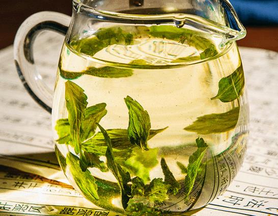 绞股蓝茶能天天喝吗