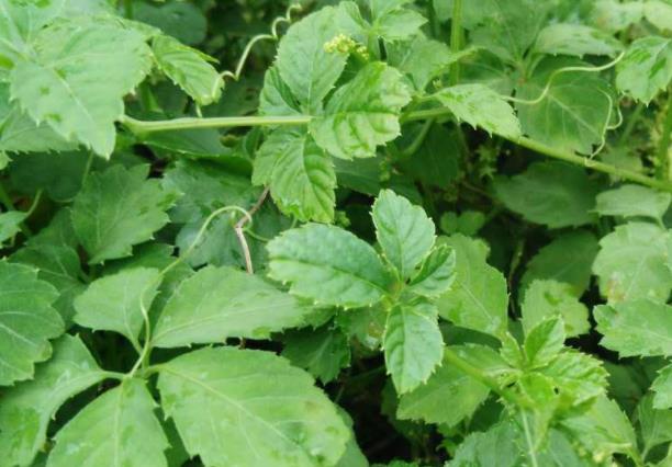 绞股蓝的功效与作用