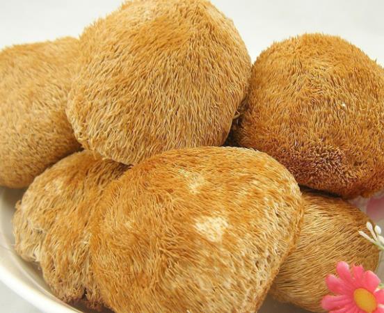 猴头菇的功效与作用 降低胆固醇 增强免疫力 养护肠胃