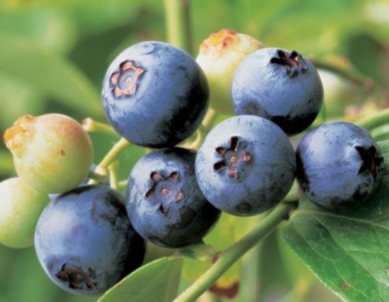 吃蓝莓通便吗 润肠通便 加速体内毒素废物排出