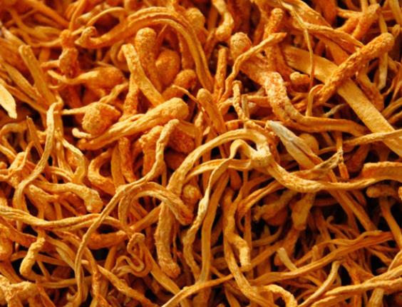 虫草花小孩可以吃吗 适量吃温补提高提高免疫力 忌过量