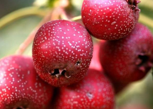 吃山楂可以降血压吗 降低血液胆固醇 辅助降压