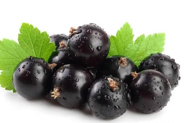 黑加仑怎么吃?黑加仑一次可以吃多少粒?