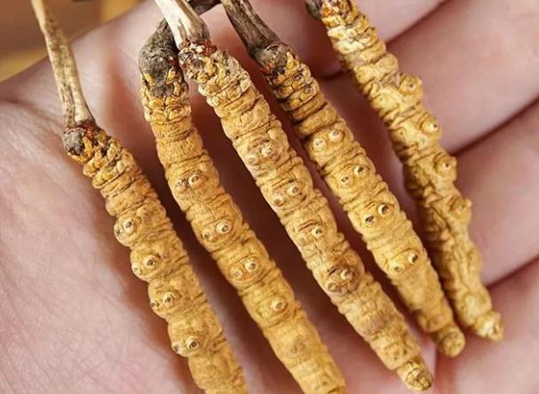 冬虫夏草和什么一起吃效果好