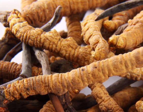 冬虫夏草儿童可以吃吗