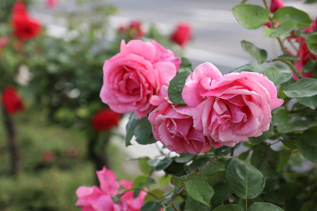 吃完益生菌拉稀反而严重了,为啥吃着益生菌还拉稀,来看看怎么回事!