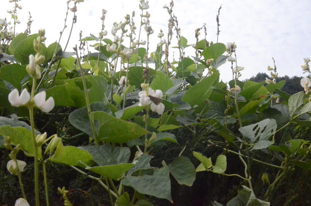 低聚果糖什么时候吃促进排便?吃低聚果糖排便会增多吗?先看完再判断!