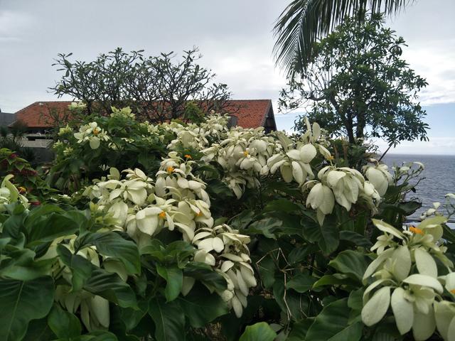 经常吃槐花对胃有没有伤害,槐花养胃还是伤胃,先看槐花的性质!