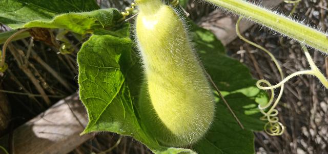 胃不好能吃茄瓜吗?茄瓜对胃溃疡有损害吗,茄瓜是性寒蔬菜!