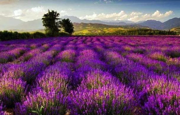 薰衣草的功效与作用有哪些?薰衣草祛痘和祛痘印方法有哪些?