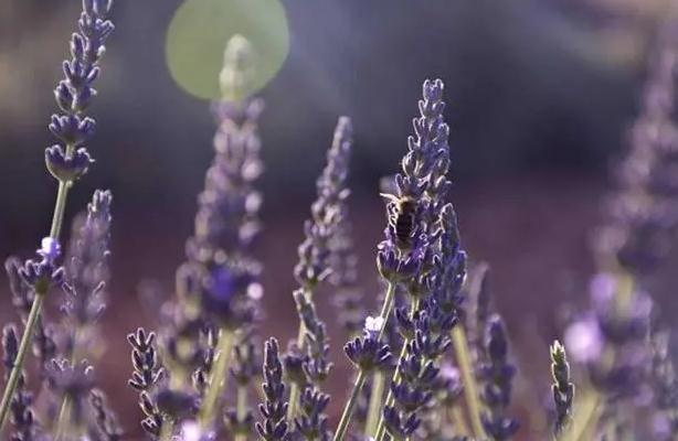 薰衣草的功效与作用有哪些?薰衣草祛痘和祛痘印方法有哪些?