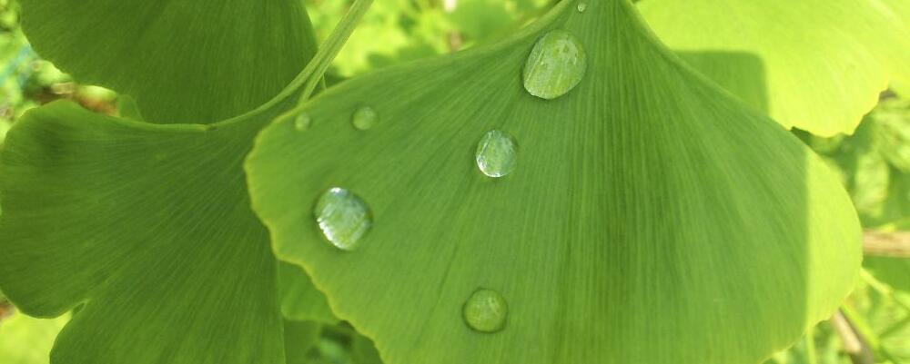 白露节气要如何养生 白露养生吃哪些食物好 白露养生要注意哪些