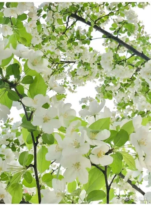 国家承认的育婴师证书 国家承认的育婴师证书