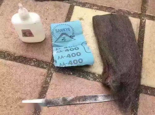 怎么知道电脑wifi秘密（怎么知道电脑wifi密码）