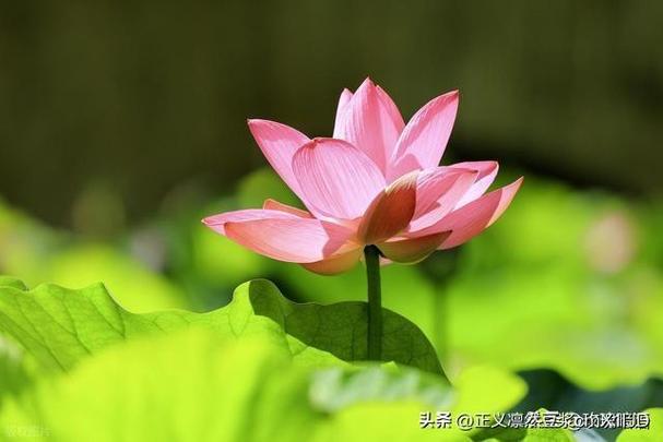 预防低血压的方法是什么