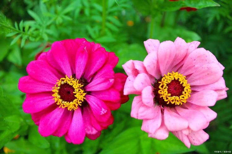 便秘果泡水饮用方法版便秘果饮用，泡水小妙招！