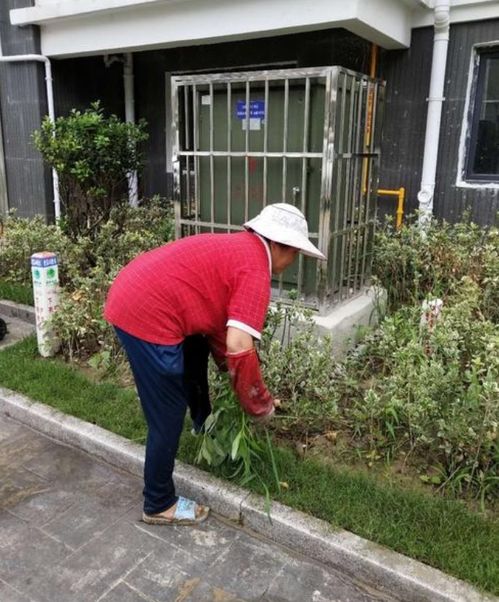 保姆小姐姐照片大全(保姆气质) 保姆小姐姐照片大全(保姆气质)