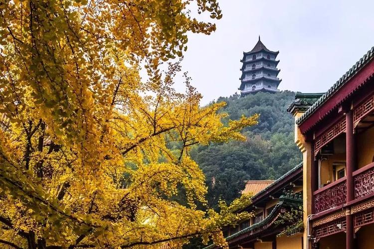 家居绿植与风水的讲究 家居绿植与风水的讲究