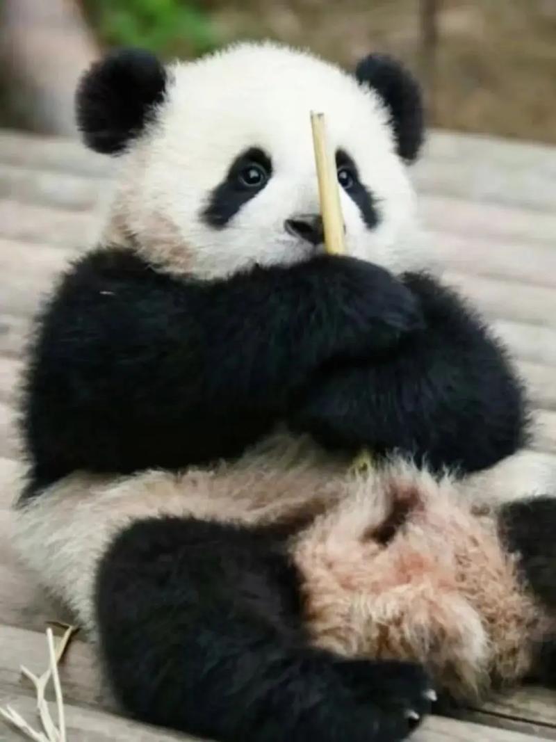 2025属狗的下半年运势 94属狗一生有几次婚姻 2025属狗的下半年运势 94属狗一生有几次婚姻