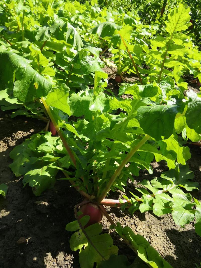 应姓宝宝周易起名大全 易经里有寓意的应姓名字大全 应姓宝宝周易起名大全 易经里有寓意的应姓名字大全