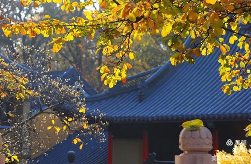 属羊和属鼠的婚姻相配吗好吗 曾仕强讲属羊的和属鼠的是什么意思？