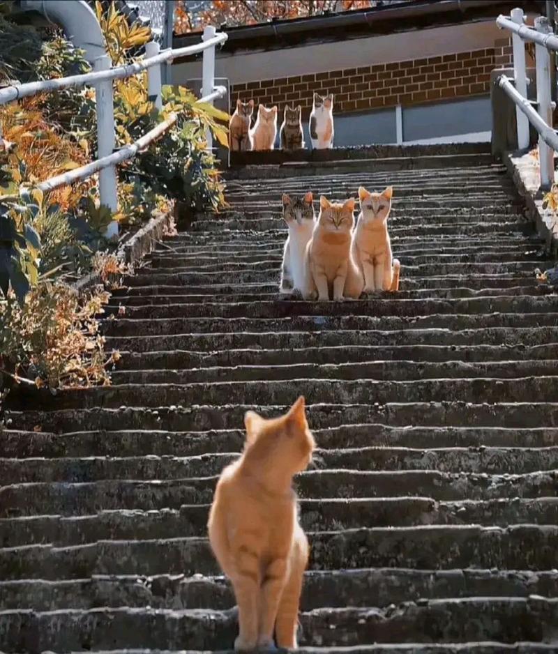 鸡鸣寺求签地方在哪 鸡鸣寺为什么不能随便去