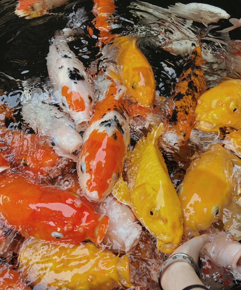 天蝎座陶白白六月运势 陶白白最新本周运势 天蝎座陶白白六月运势 陶白白最新本周运势