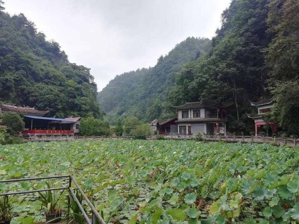 黑耀石属猪本命佛能否帮助化解家庭暴力的问题(黑耀石属猪本命佛是否能保护 黑耀石属猪本命佛能否帮助化解家庭暴力的问题(黑耀石属猪本命佛是否能保护