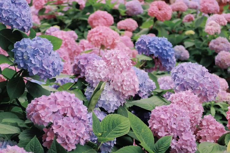 虎和龙生肖最配对真的能带来和谐共处吗，这种组合在命理上真的有传说中那么