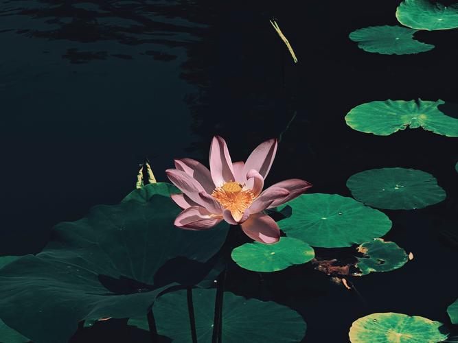 76年属龙的女人有几次婚姻 76年龙女一生几个孩 76年属龙的女人有几次婚姻 76年龙女一生几个孩