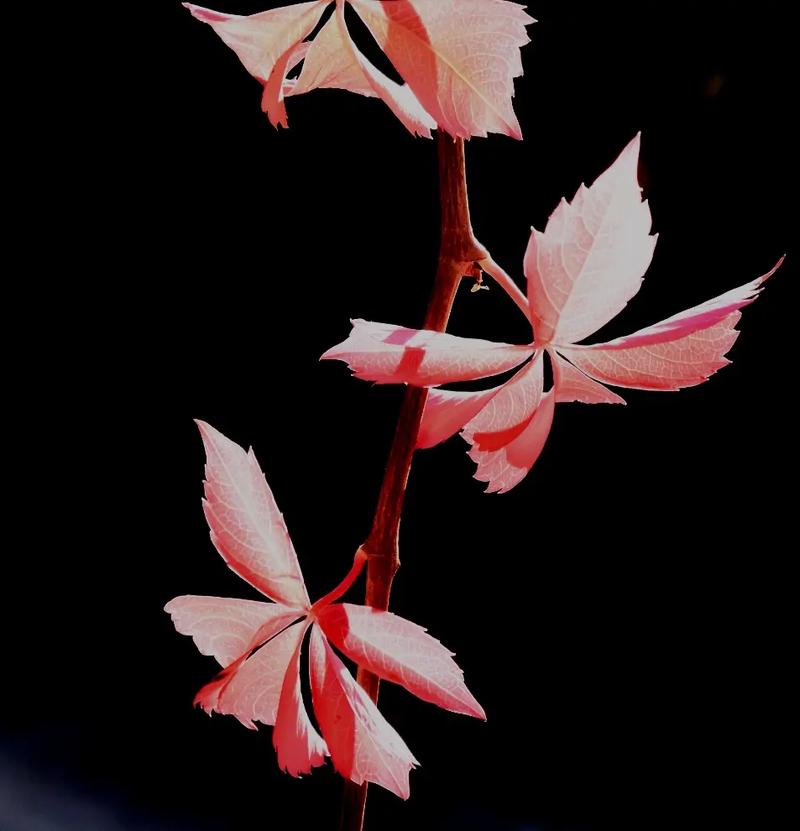 最好的生辰八字案例取名网生辰八字周易起名