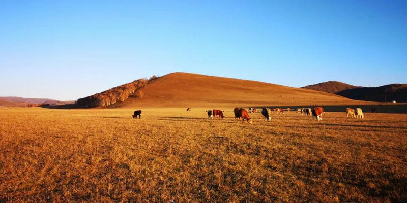 2025年狗的运势 2025年属狗人的全年运势