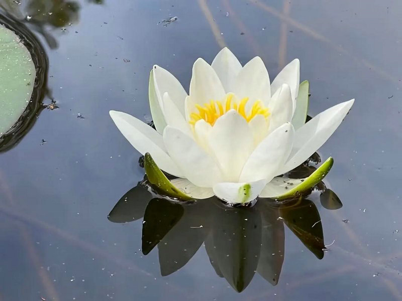 8月10日的星座运势 1965年阳历8月25日的星座运势