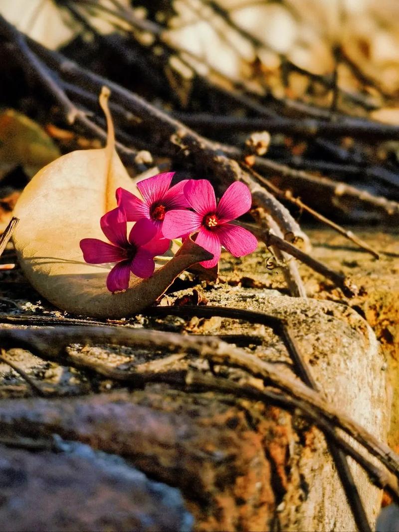 关帝爷灵签灵签中的信任究竟有多大成分(关帝爷灵签灵签_信任程度_令人担忧吗 关帝爷灵签灵签中的信任究竟有多大成分(关帝爷灵签灵签_信任程度_令人担忧吗